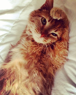 Our cat Jeffrey in a Zen moment
